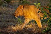 Nahaufnahme eines jungen, männlichen Löwen (Panthera leo), der im Chobe-Nationalpark, Chobe, Botsuana, am Busch vorbeigeht