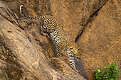 Leopard (Panthera pardus) climbs down rock face towards bush,Laikipia,Kenya