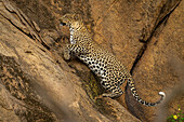 Leopard (Panthera pardus) jumps diagonally up steep rock face,Laikipia,Kenya