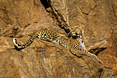 Leopard (Panthera pardus) auf einem Felsvorsprung liegend, nach oben blickend, Laikipia, Kenia