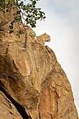 Leopard (Panthera pardus) liegt auf einem von Ästen umgebenen Felsen,Kenia