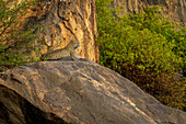 Leopard (Panthera pardus) lies on rocky outcrop looking ahead,Kenya