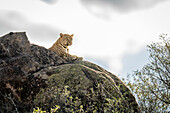 Leopard (Panthera pardus) liegt auf einem sonnenbeschienenen Felsen über Bäumen,Kenia