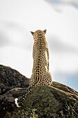 Leopard (Panthera pardus) sitzt auf einem Felsen mit dem Rücken zur Kamera,Kenia