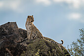 Leopard (Panthera pardus) sitzt auf einem sonnenbeschienenen Felsen und dreht den Kopf,Kenia