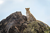 Leopard (Panthera pardus) sitzt auf einem sonnenbeschienenen Felsen und beobachtet die Kamera,Kenia