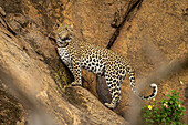 Leopard (Panthera pardus) standing on steep rock ledge,looking back,Laikipia,Kenya