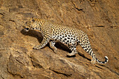 Leopard (Panthera pardus), der im Sonnenschein über eine schräge Felswand läuft, Laikipia, Kenia