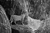 Leopard (Panthera pardus) standing on rock ledge looking out into the distance,Laikipia,Kenya