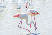 Flamingos, die im seichten Wasser waten, bearbeitet mit High-Key-Beleuchtung, Sainte Marie de la Mer, Frankreich