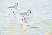 Flamingos watend im flachen Wasser, bearbeitet mit High-Key-Licht, Sainte Marie de la Mer, Frankreich