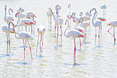 Flamingos watend im flachen Wasser, bearbeitet mit High-Key-Licht, Sainte Marie de la Mer, Frankreich