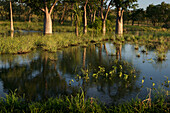 Boab-Bäume (Adansonia gregorii) spiegeln sich im Wasser im Kakadu-Nationalpark, Nordterritorium, Australien