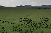 Wildebeest migration across the savannah,Africa