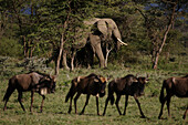 Elephant and herd of wildebeest walking through the savannah,Serenera,Tanzania