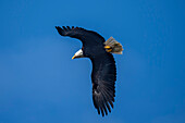 Mighty Bald eagle (Haliaeetus leucocephalus) in flight in a bright blue sky,Kalaloch,Washington,United States of America