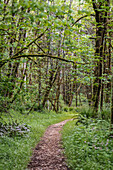 Spazierweg durch Frühlingsgrün in einer Parkanlage im Millersylvania State Park in West-Washington,USA,Washington,Vereinigte Staaten von Amerika