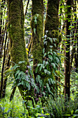 Ferns and moss growing from the trunk of a large leaf Maple tree in wet Western Washington,USA,Washington,United States of America