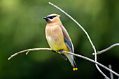 Close-up portrait of a proud male Bohemian waxwing (Bombycilla garrulus) perched on a twig,Olympia,Washington,United States of America
