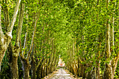 Alley of trees leading up to a house in Aix en Provence of France,Aix en Provence,Cote d'Azure,France