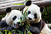 Two Giant pandas (Ailuropoda melanoleuca) at the Panda Research Center,Chengdu,China