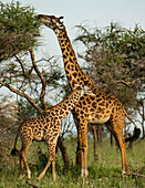 Giraffe und Baby (Giraffa camelopardalis) im Serengeti-Nationalpark, Tansania, Tansania
