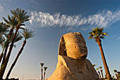 Sphinx in der Allee der Sphinxen im Luxor-Tempel, Luxor, Ägypten