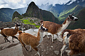 Lamas (Lama glama) auf der Straße über Machu Picchu, Peru