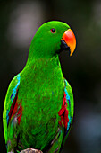 Portrait of a male Eclectus parrot (Eclectus roratus),Australia