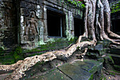 Giant tree roots at Ta Prohm Temple,Siem Reap,Cambodia