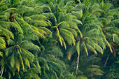 Zusammengedrängte Palmen im Golfo Dulce im Botanischen Garten von Orquideas, Golfo Dulce, Costa Rica
