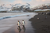 King penguins (Aptenodytes patagonicus) on the beach at Gold Harbour on South Georgia Island,South Georgia Island