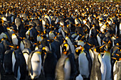 Large flock of King penguins (Aptenodytes patagonicus) at Gold Harbour on South Georgia Island,South Georgia Island