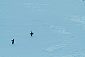 Adelie penguins (Pygoscelis adeliae) walk across ice in Antarctica,Antarctica