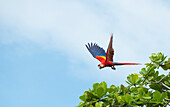 Scharlachara (Ara macao) im Anflug auf Baumzweige über Playa Caletas, Osa-Halbinsel, Costa Rica