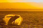Breaching Humpback whale (Megaptera novaeangliae) in the Sea of Cortez at sunset,Baja California,Mexico