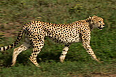 Gepard (Acinonyx jubatus jubatus) auf der Pirsch im Serengeti-Nationalpark, Tansania