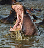 Gähnendes Nilpferd (Hippopotamus amphibius) im Serengeti-Nationalpark,Tansania,Tansania