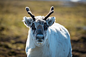 Reindeer (Rangifer tarandus) on tundra in Norway,Edgeoya,Svalbard,Norway