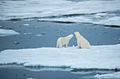 Eisbärenjunges (Ursus maritimus) schmiegt sich an das Gesicht seiner Mutter, Storfjord, Svalbard, Norwegen
