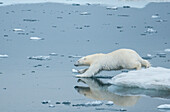 Polar bear (Ursus maritimus) on pack ice plunges into the cold arctic water,Storfjord,Svalbard,Norway