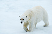 Eisbär (Ursus maritimus) geht auf Eis, Hinlopenstraße, Spitzbergen, Norwegen