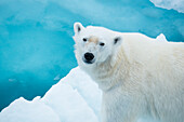 Alert Polar bear (Ursus maritimus) on drift ice,Hinlopen Strait,Svalbard,Norway