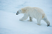 Wary Polar bear (Ursus maritimus) strides across an ice floe,Hinlopen Strait,Svalbard,Norway