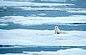 Polar bear (Ursus maritimus) and cub rest on drift ice,Storfjord,Svalbard,Norway