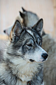 Porträt eines Husky-Paares, Mugford Tickle, Neufundland und Labrador, Kanada