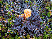 Nahaufnahme eines blühenden Moltebeerstrauchs (Rubus chamaemorus), Indian Harbour, Neufundland und Labrador, Kanada