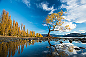 Einzelner Pappelbaum am Ufer des Lake Wanaka im Herbst, Region Otago, Südinsel, Neuseeland