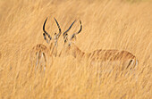 Impala (Aepyceros melampus) im hohen Gras im Selinda-Reservat, Selinda Reserve, Botswana