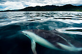 Schwarzer Delfin (Lagenorhynchus obscurus) schwimmt in den Gewässern vor der Küste Neuseelands bei Kaikoura, Südinsel, Neuseeland